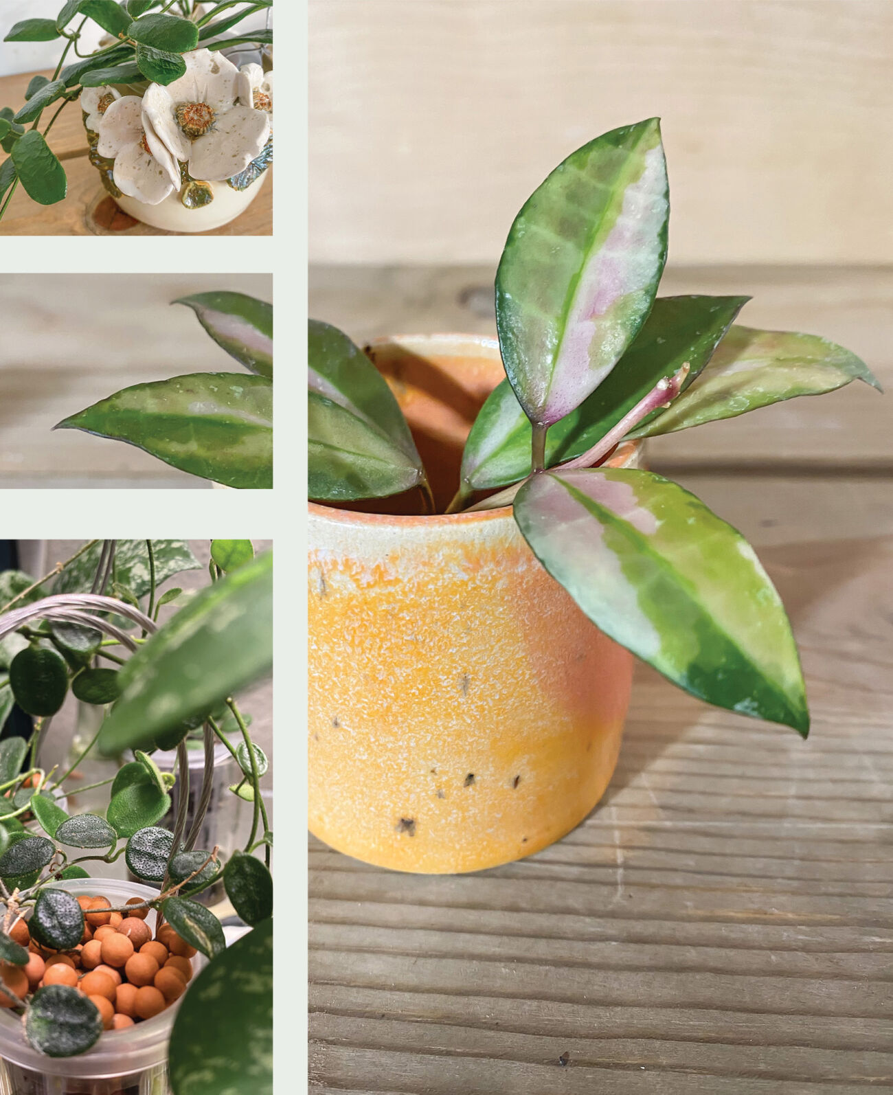 Plants